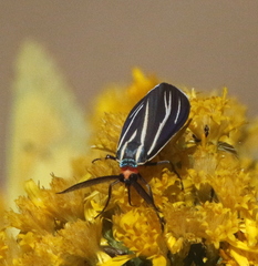 Ctenucha venosa