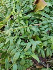 Vicia sepium