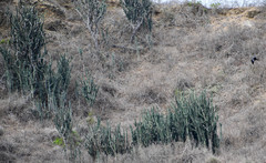Armatocereus cartwrightianus