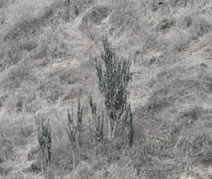 Armatocereus cartwrightianus