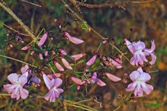Tanaecium dichotomum