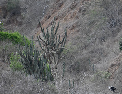 Armatocereus cartwrightianus