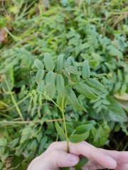 Vicia sepium