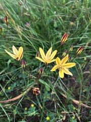 Triteleia ixioides ixioides