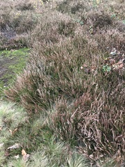 Calluna vulgaris