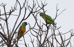 Poicephalus senegalus