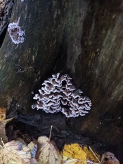 Fungi