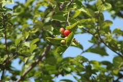 Malpighia mexicana