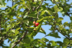 Malpighia mexicana