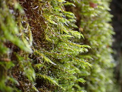 Racomitrium lawtonae