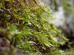 Racomitrium lawtonae