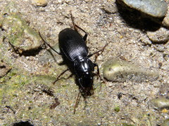 Pterostichus funestes