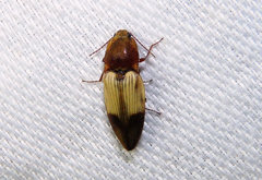 Stropenron hamata