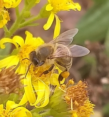 Apis mellifera