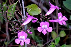 Tanaecium dichotomum