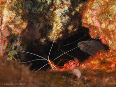 Gymnothorax unicolor