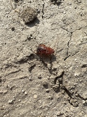 Parcoblatta americana