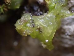 Coccomyxa