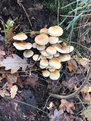 Hypholoma fasciculare
