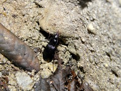 Pterostichus funestes