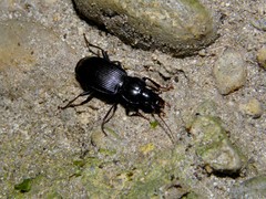 Pterostichus funestes