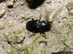 Pterostichus funestes