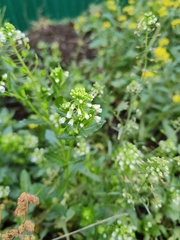 Capsella bursa-pastoris
