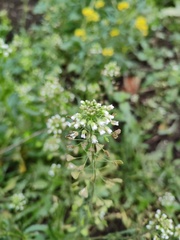 Capsella bursa-pastoris