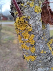 Xanthoria parietina