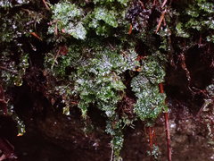 Riccardia chamedryfolia