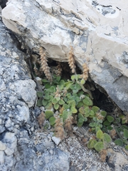 Teucrium halacsyanum