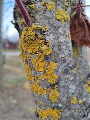 Xanthoria parietina