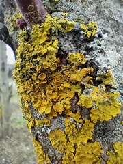 Xanthoria parietina