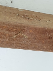 Mischoderus annuliferus