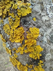 Xanthoria parietina