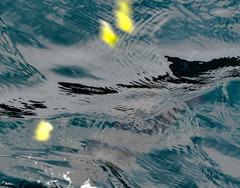 Yellowtail Surgeonfish
