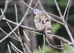 Turtur abyssinicus