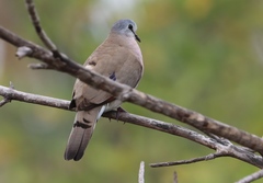 Turtur abyssinicus