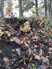 Hypholoma fasciculare