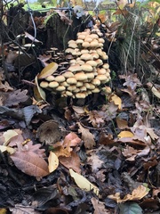 Hypholoma fasciculare