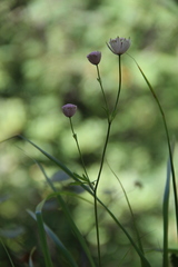 Astrantia trifida