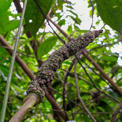 Anthurium pentaphyllum