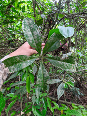 Anthurium pentaphyllum
