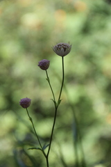 Astrantia trifida