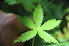 Astrantia trifida