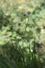 Astrantia trifida