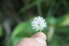 Astrantia trifida
