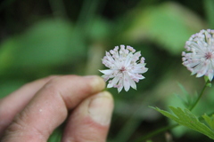 Astrantia trifida