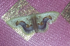 Idaea gemmaria