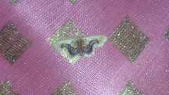 Idaea gemmaria